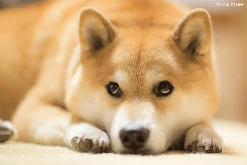 shibu inu Maru 2