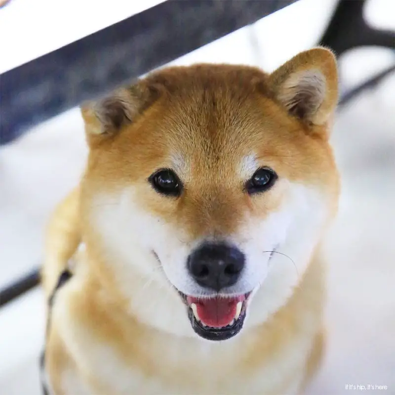 shibu inu Maru 5