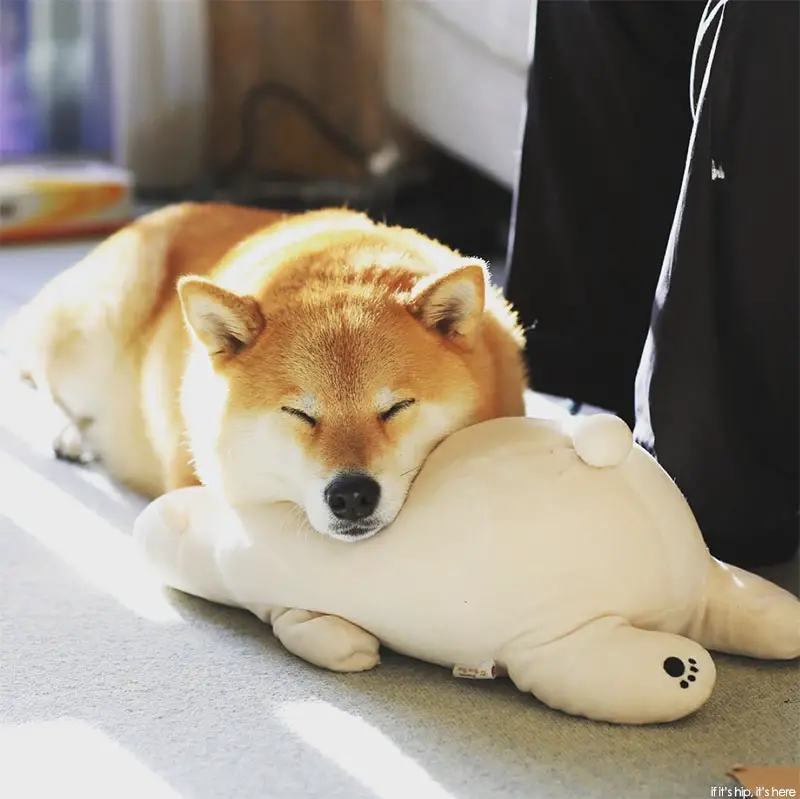 shibu inu Maru 8