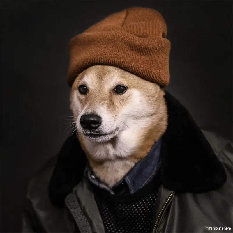 Bodhi The Menswear Dog