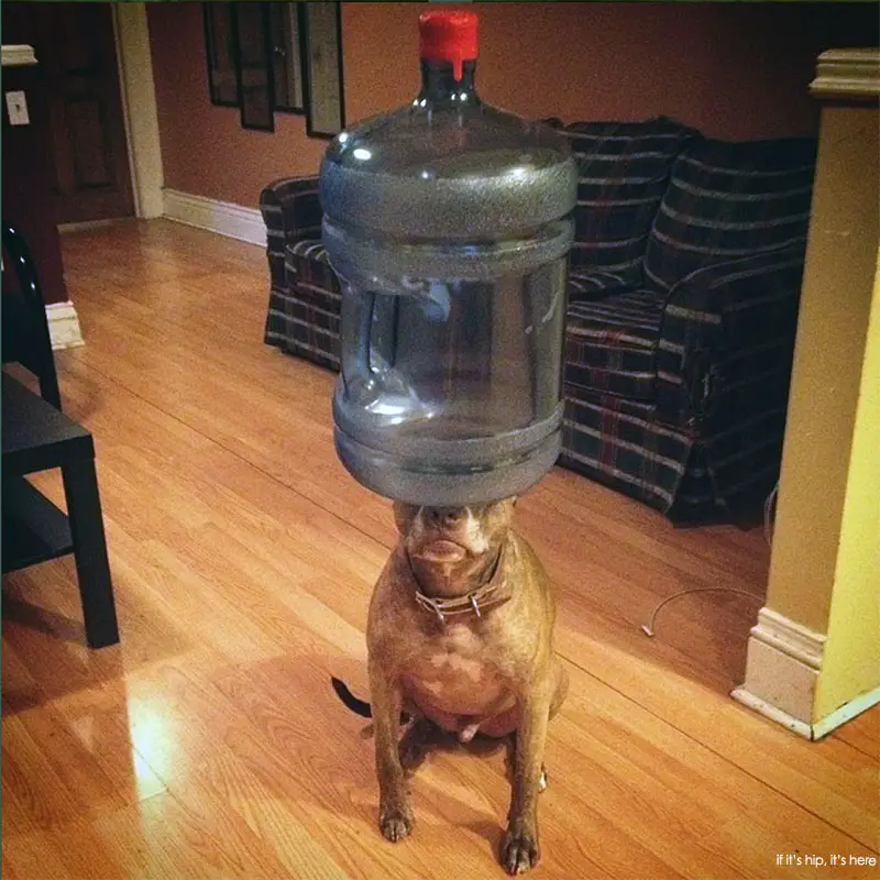 water jug Scout Instagram Balancing Dog