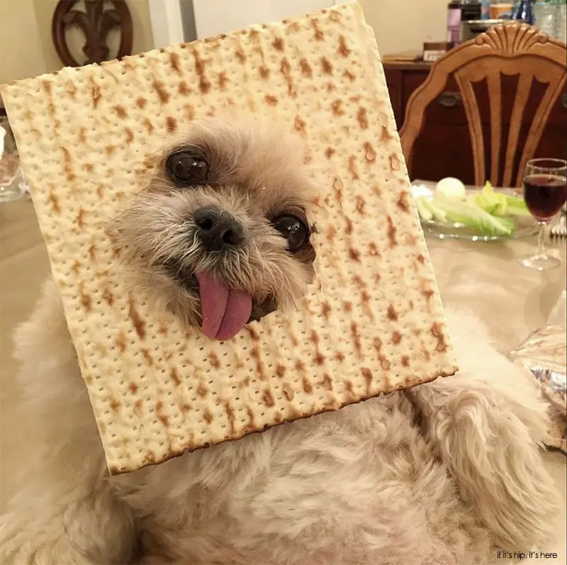 marnie with matzah 