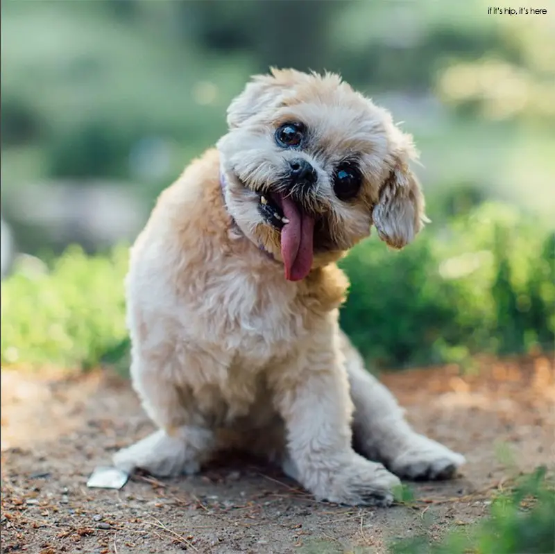 Marnie the dog