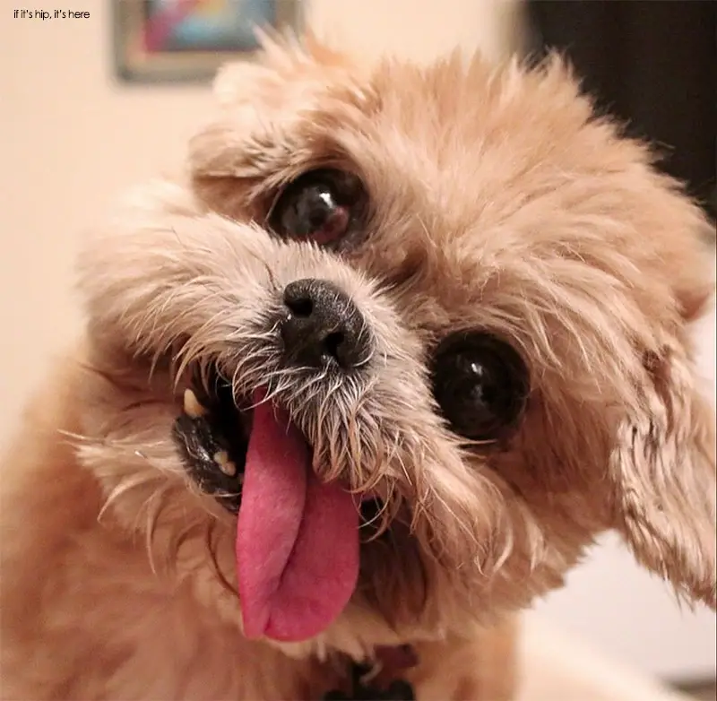 Marnie the dog instagram