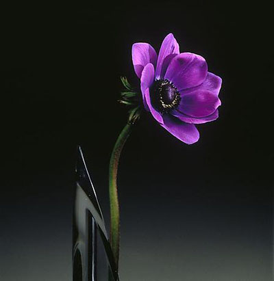 Anemone, 1989