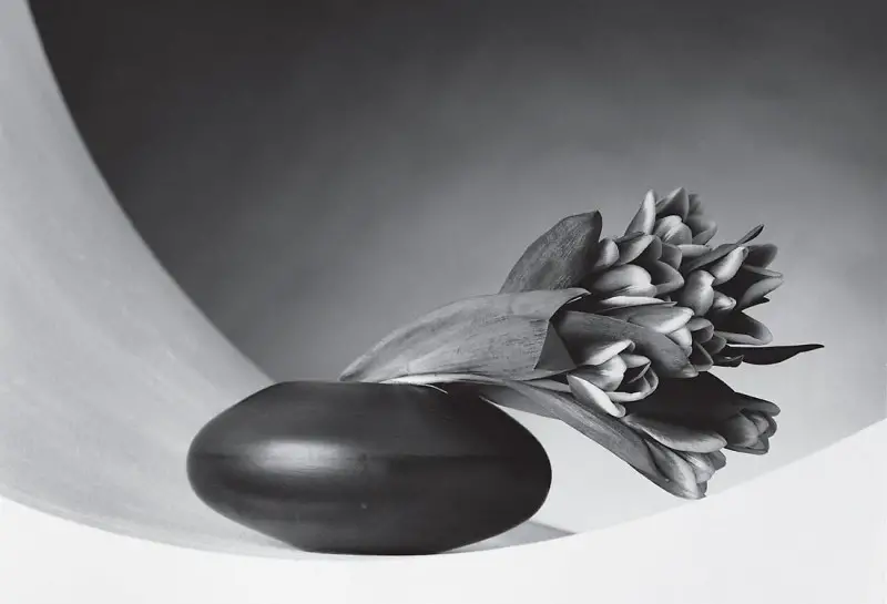 Robert Mapplethorpe, Tulips, 1987