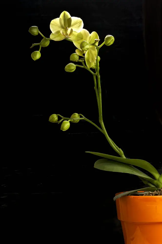 Robert mapplethorpe, Orchid