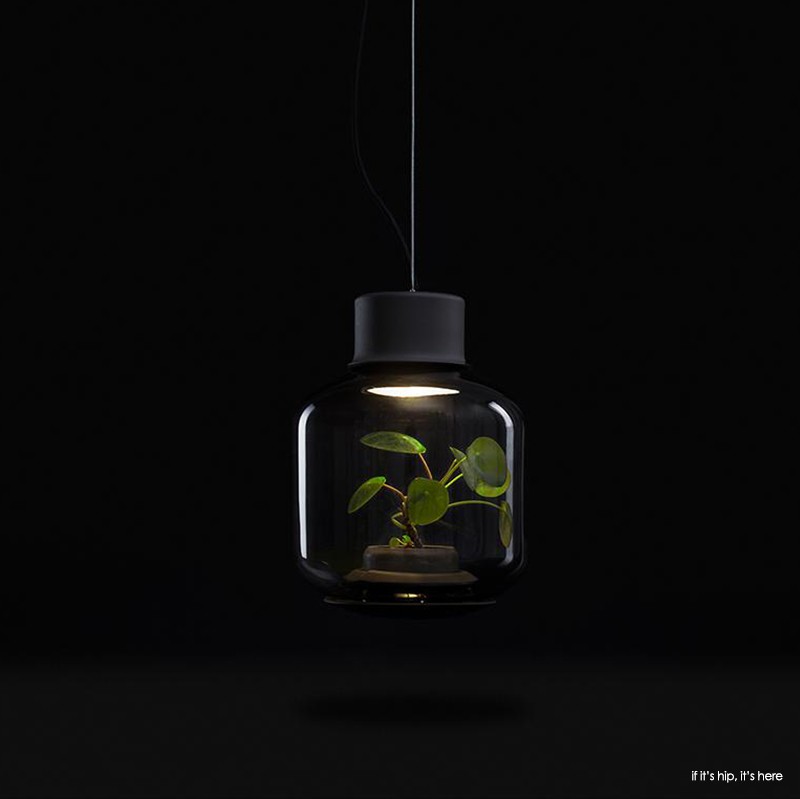 terrarium that needs no window light