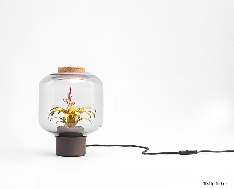 Mygdal a terrarium like lamp that does need natural light 