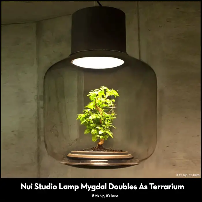 Read more about the article Nui Studio Terrarium Lamps Glow and Grow Without Sunlight.