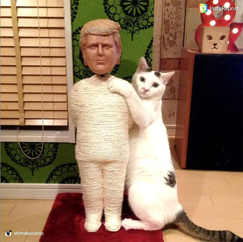 trump cat scratching post