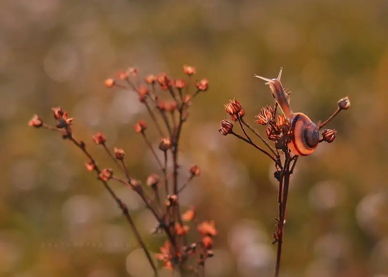 Snail photos by Katarzyna Załużna