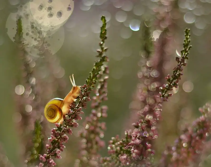 photos of snails