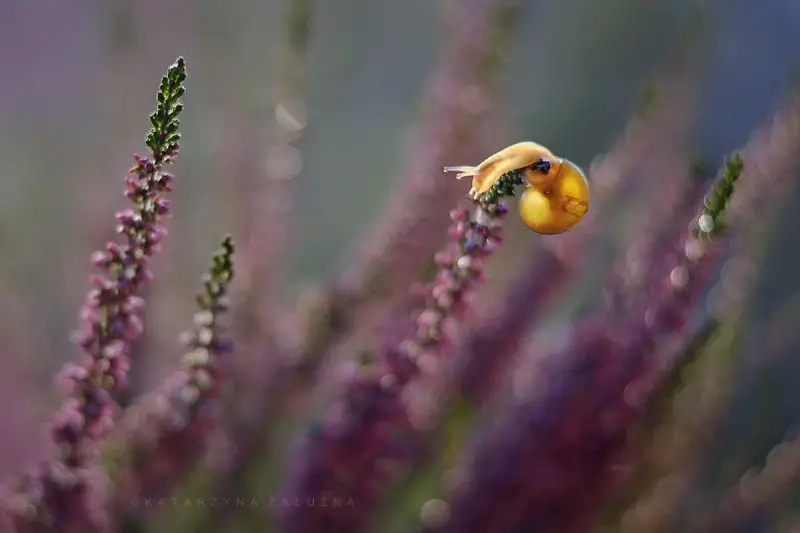 Snail photos by Katarzyna Załużna