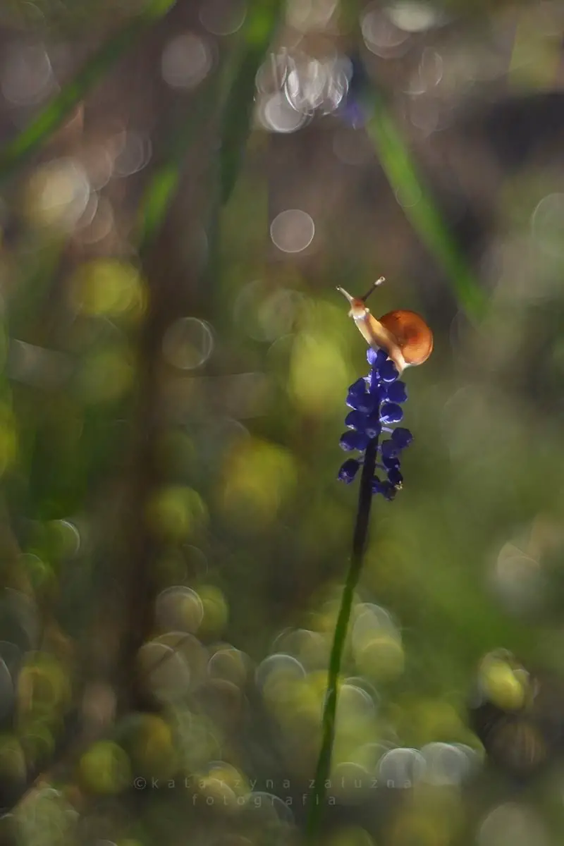 Snail photos by Katarzyna Załużna