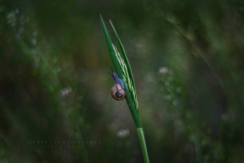 beautiful photos of snails