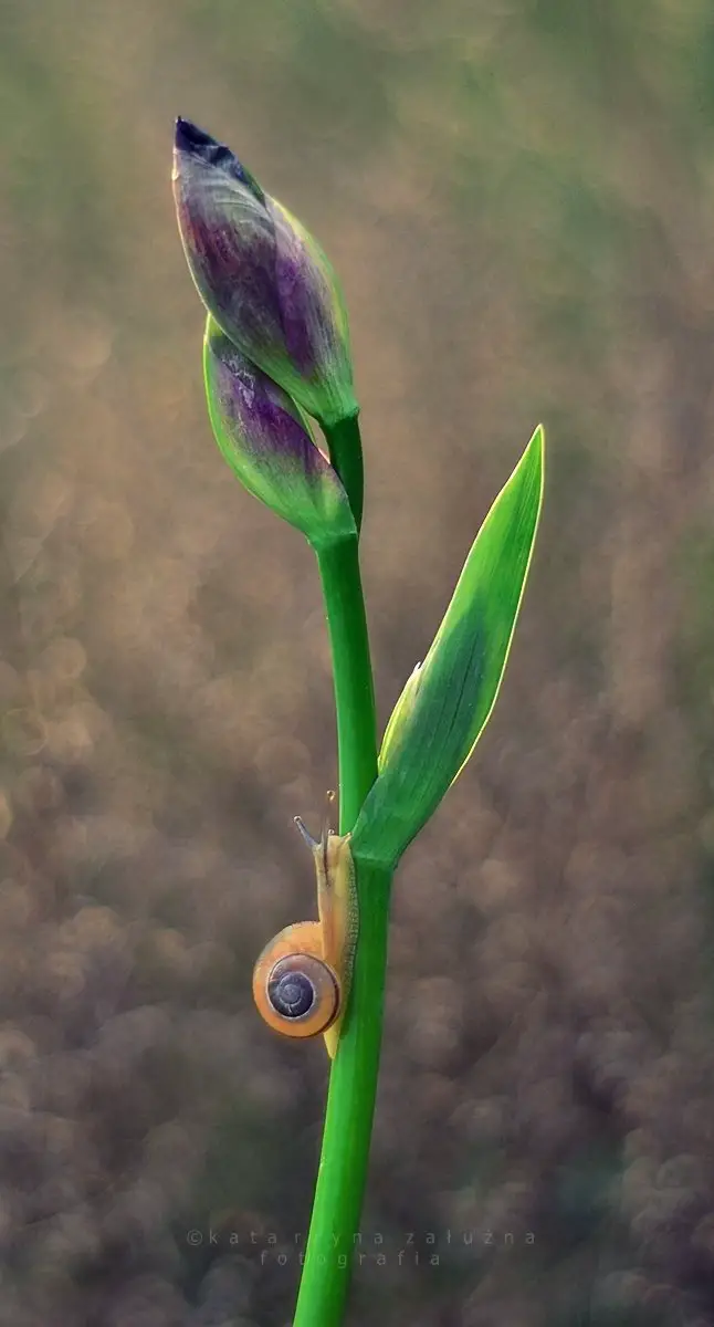 Snail photos by Katarzyna Załużna