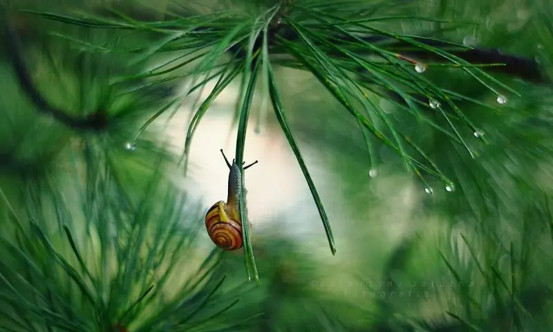 Snail photos by Katarzyna Załużna