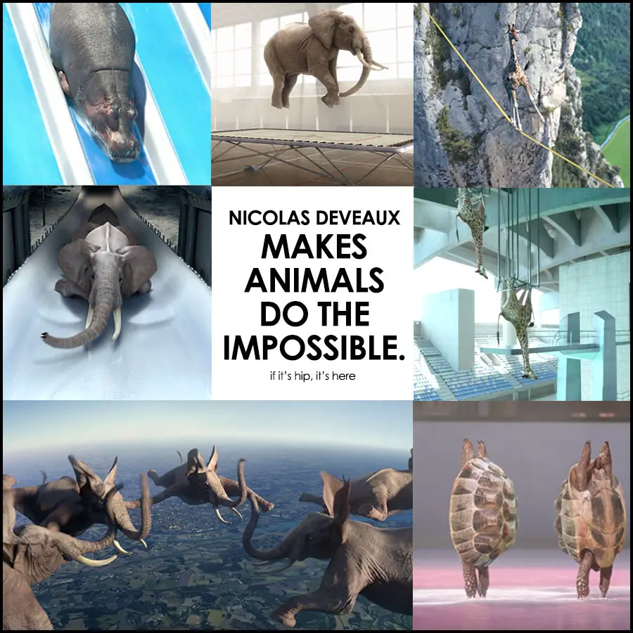 Nicolas Deveaux Animal videos