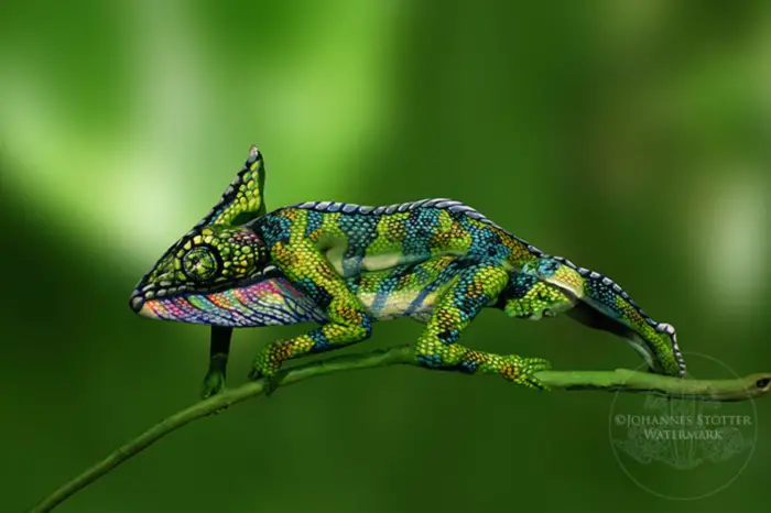 people painted as a chameleon