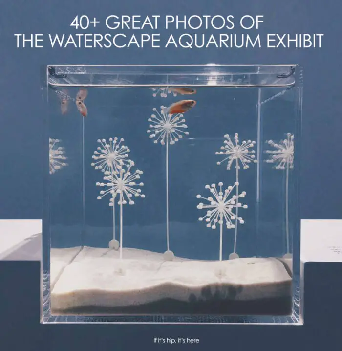 Read more about the article Waterscape. Haruka Misawa’s Artsy Aquarium Exhibit.