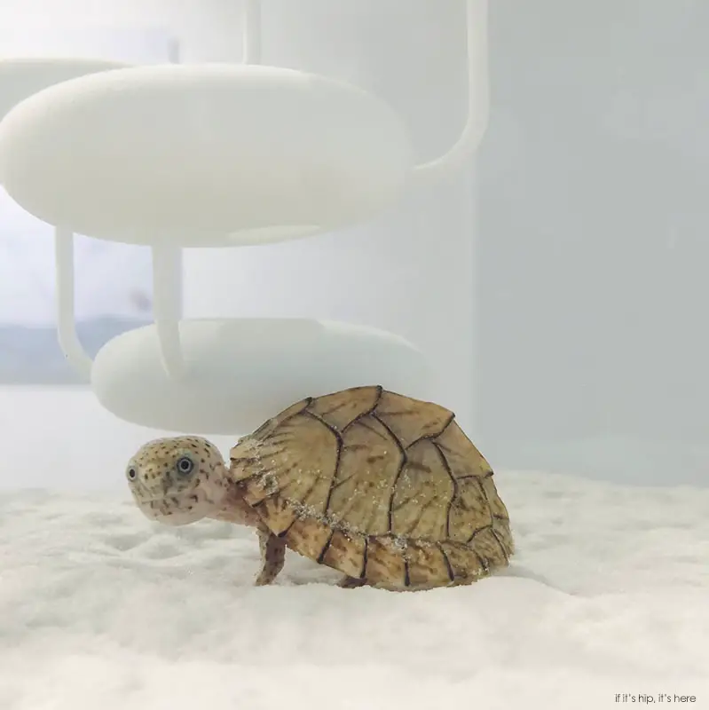 adorable little turtle waterscape