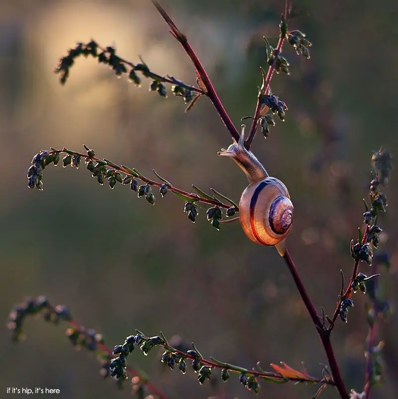 Snail photos by Katarzyna Załużna