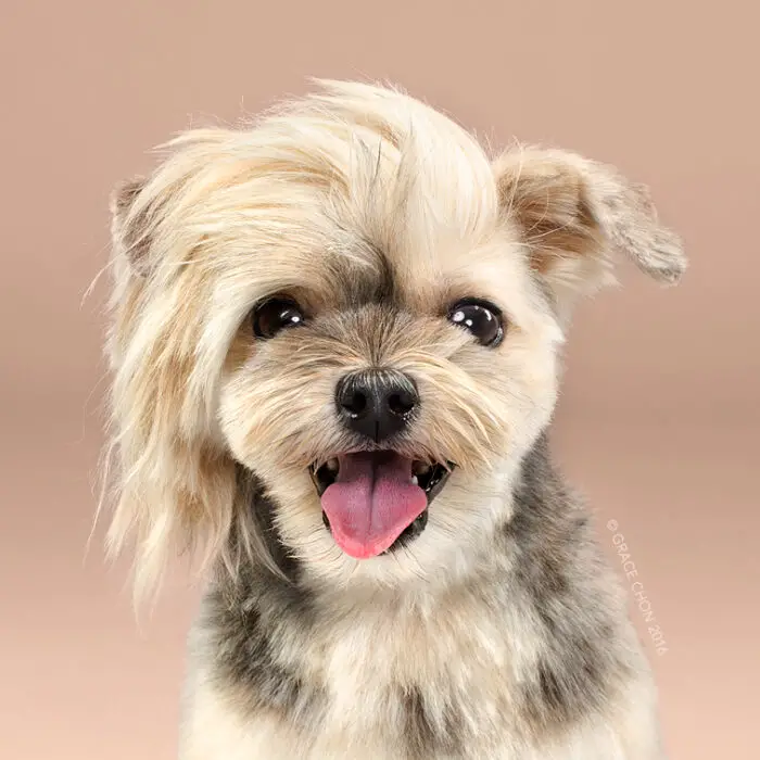 dog with asymmetrical haircut