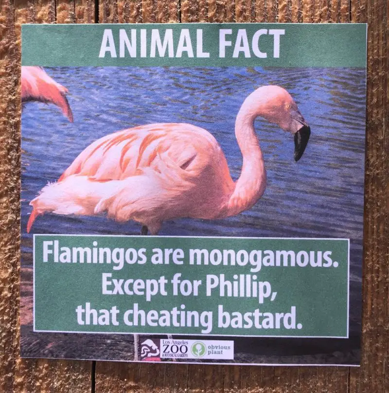 Fake Animal Facts At The LA Zoo