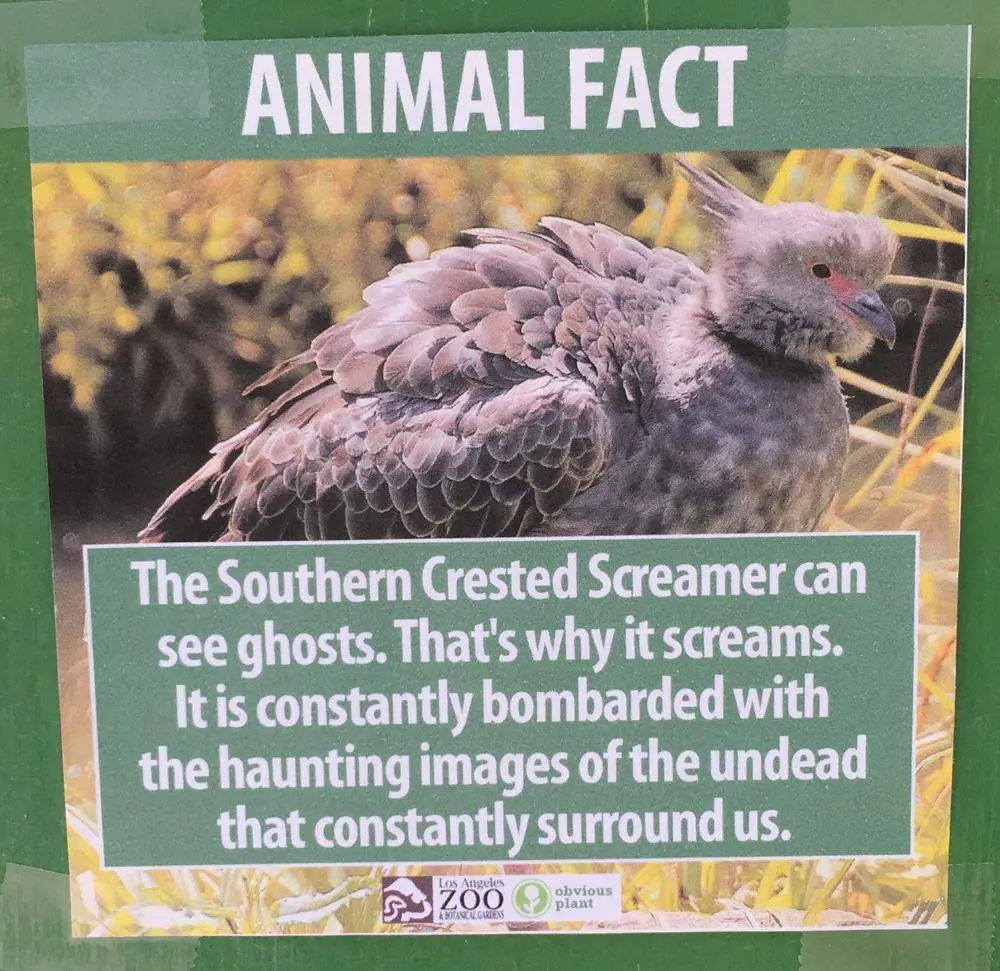 obvious plant LA zoo