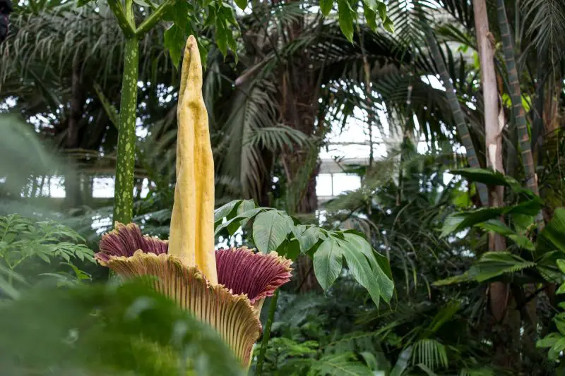 Corpse Flower Blooming