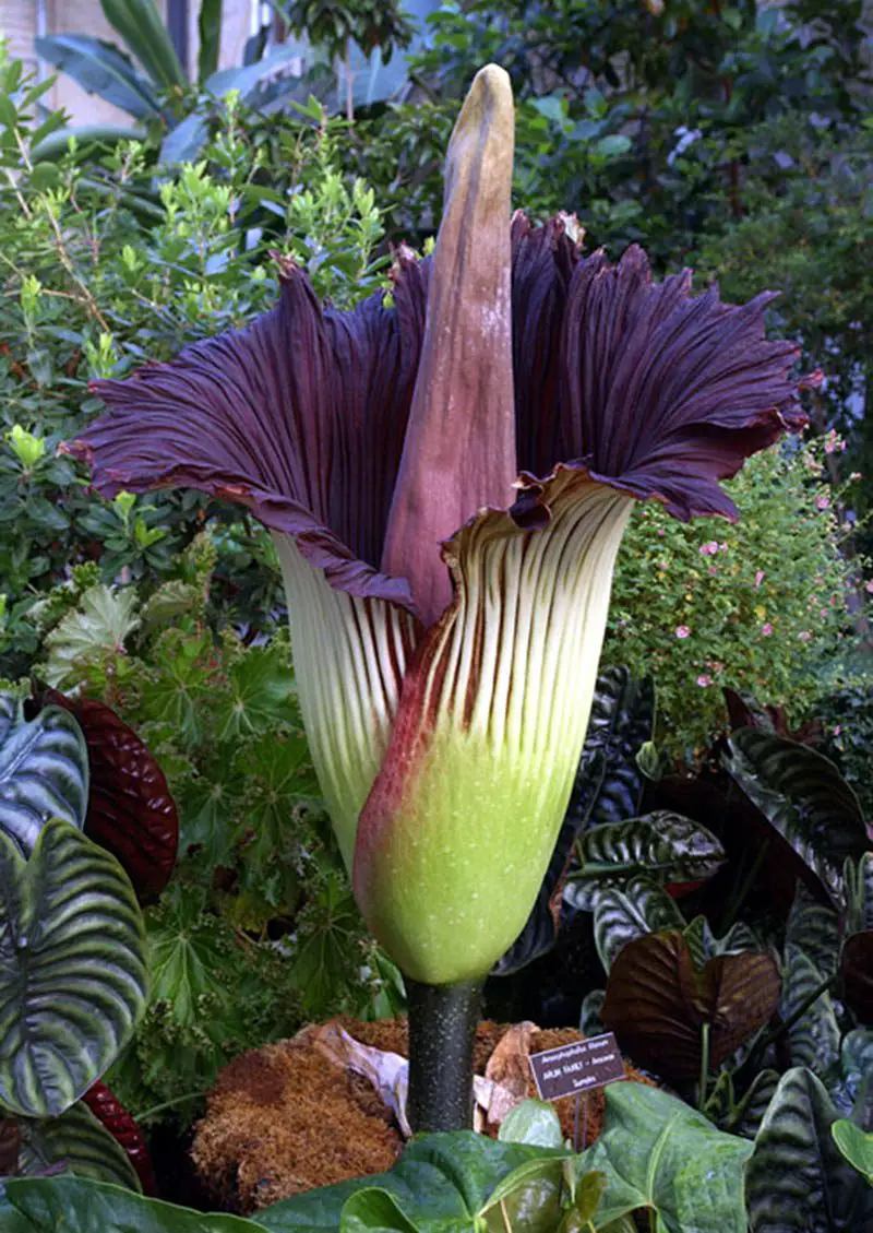 The Titan Arum in full bloom