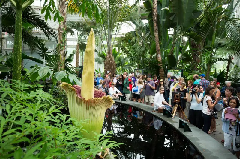 Crowds watch the blooming of the corpse flower at New York Botanical Garden