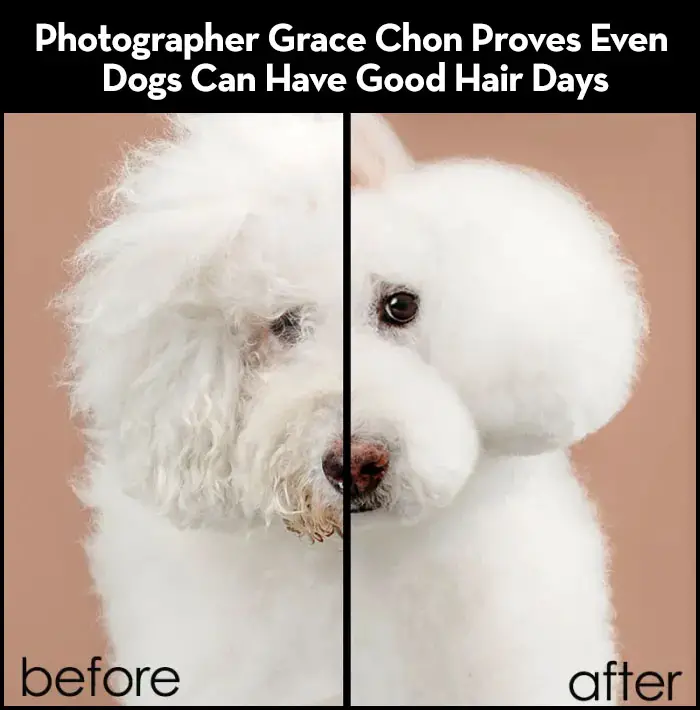 grace chon before and after grooming hero