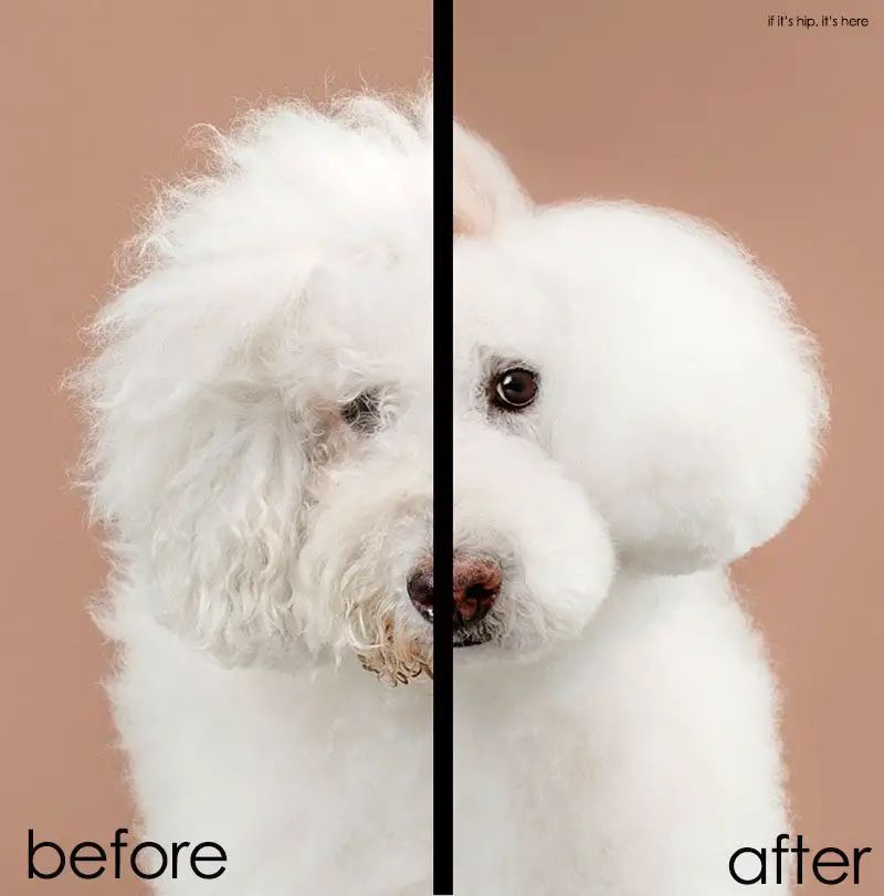 grace chon dog grooming book