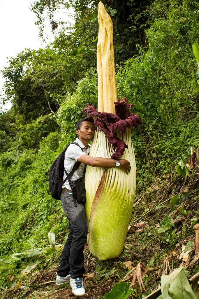The Corpse Flower in its native Sumatra