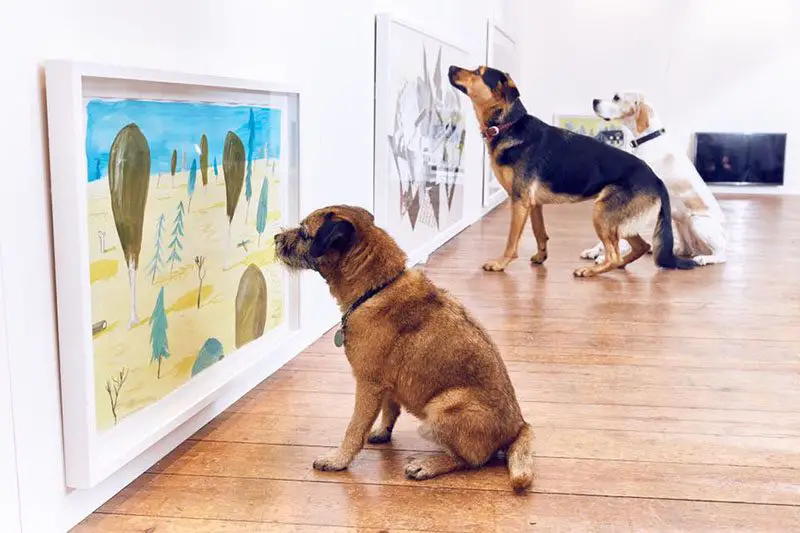 dogs looking at art