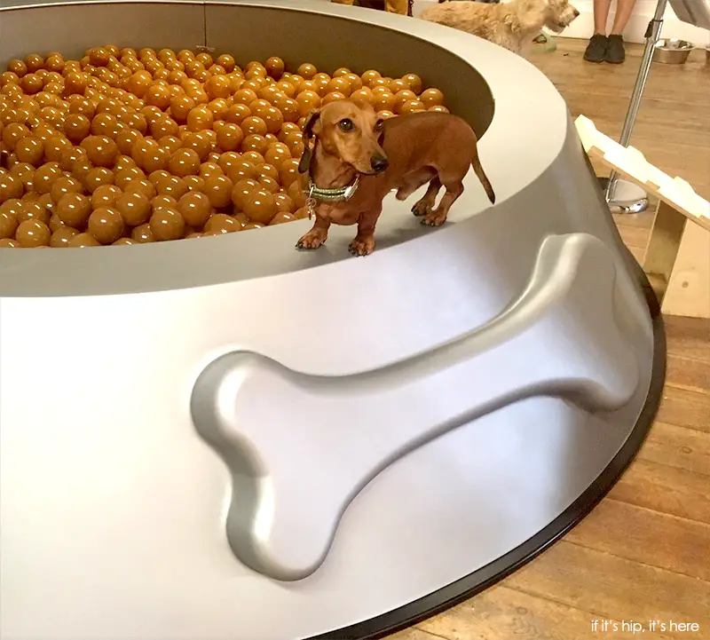 dachshund on giant food bowl