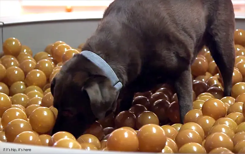 dog in ball pit