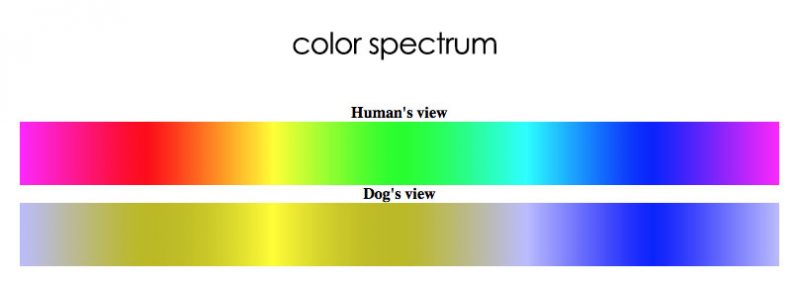 color spectrum for dogs versus humans