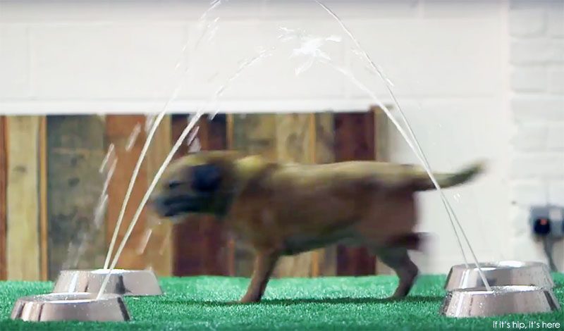 interactive exhibit for dogs