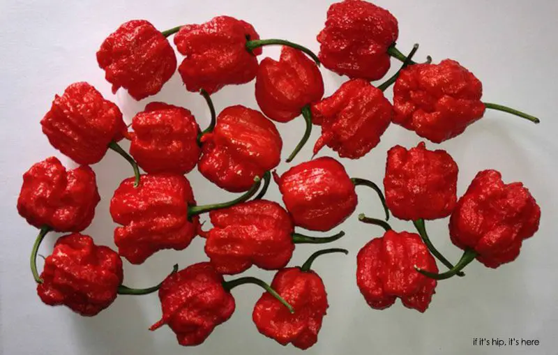 Carolina reaper pepper