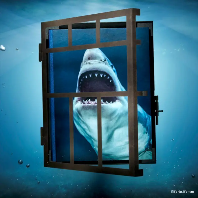 shark photography book