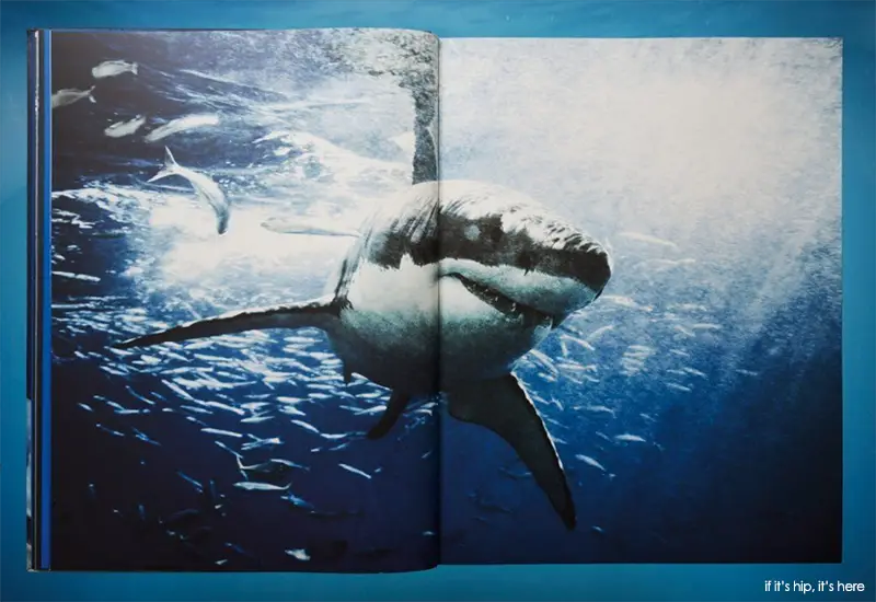 shark book