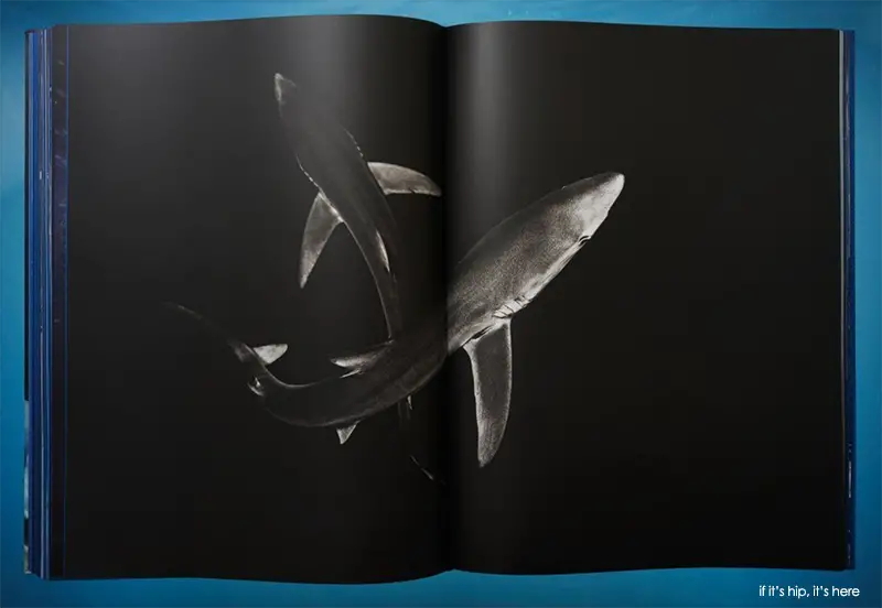 shark book