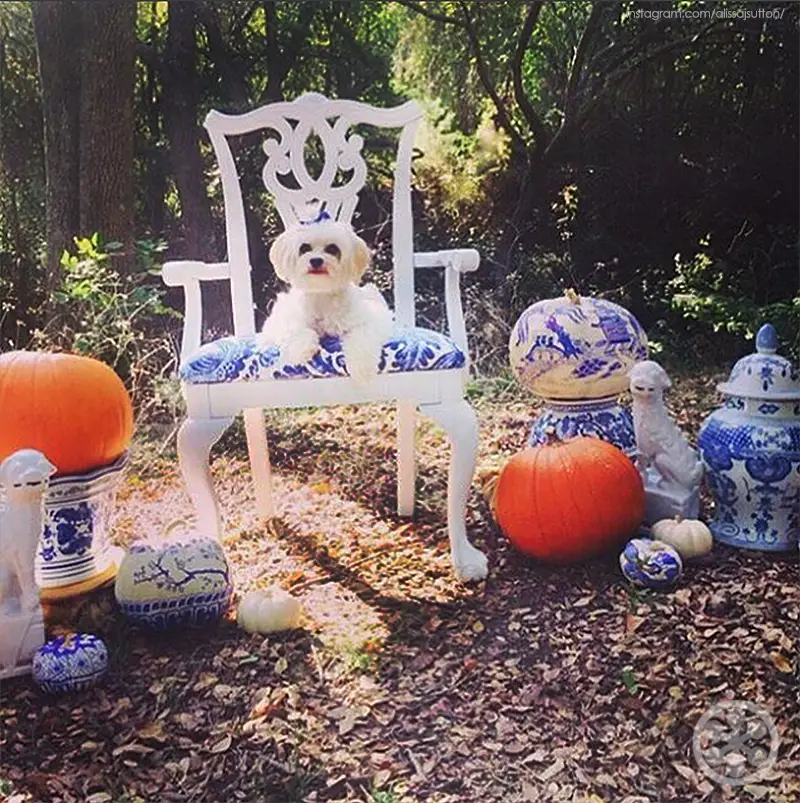 blue willow halloween pumpkins