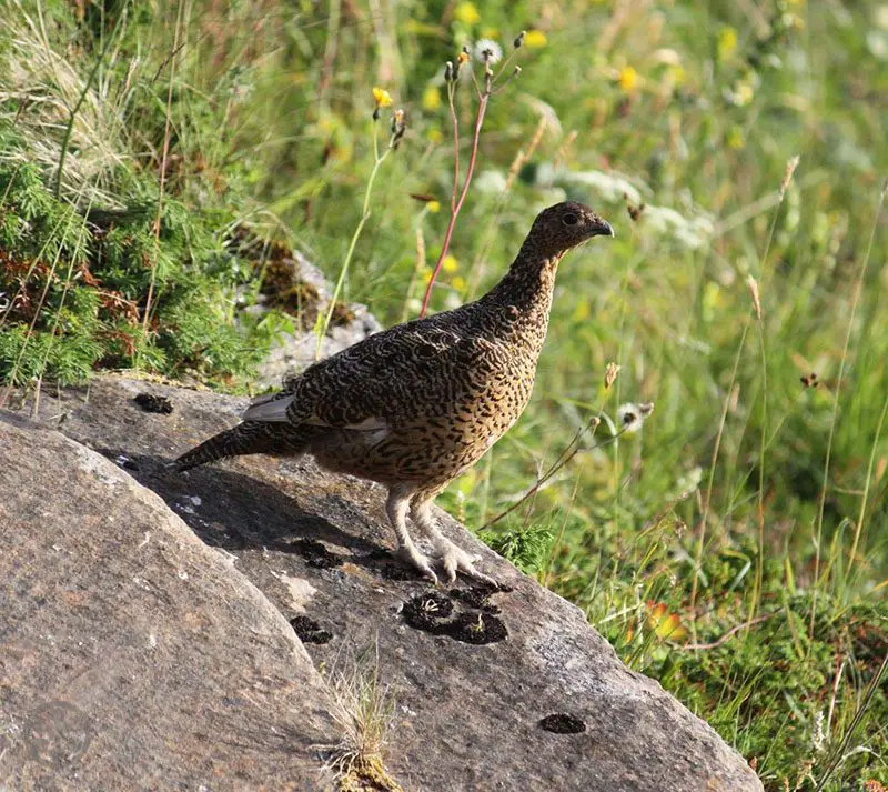 norwegian wildlife