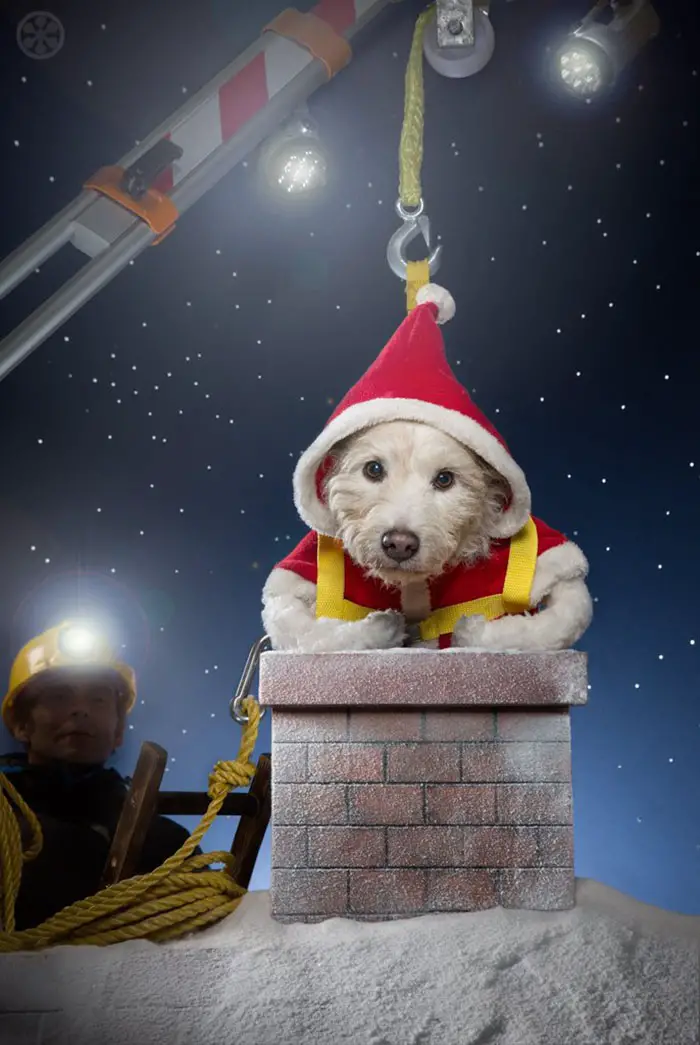 snata rescue dog in chimney