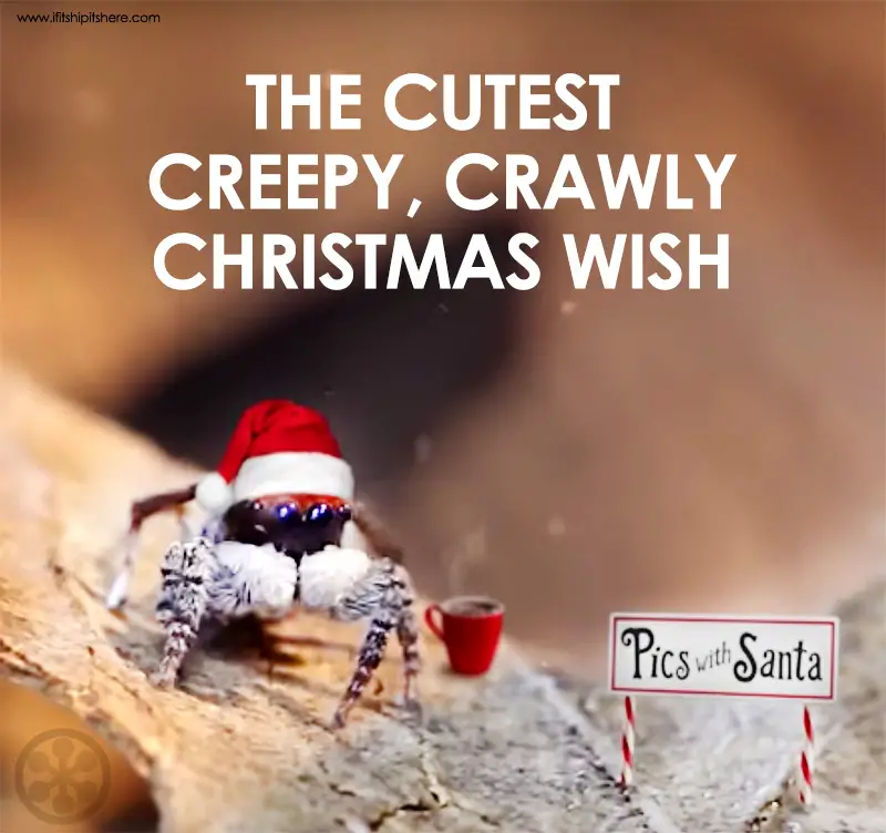 peacock spider christmas