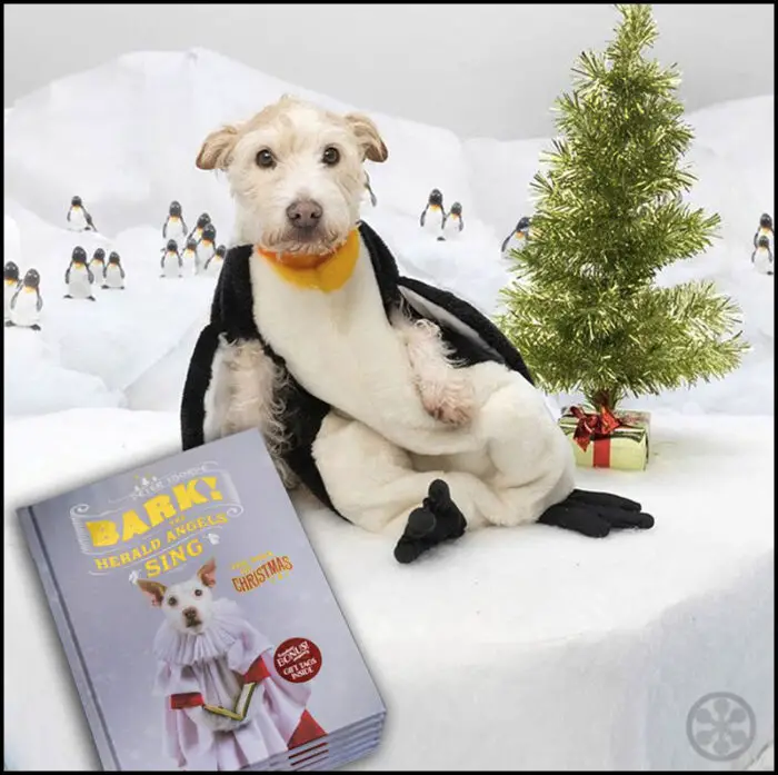 Read more about the article Christmas Dogs Raggle and Paddy in Bark! The Herald Angels Sing
